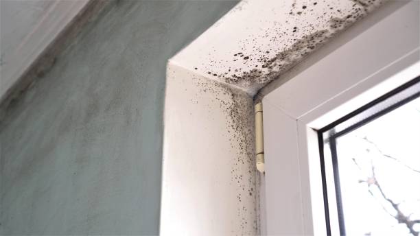 Best Bathroom Mold Remediation in Auburn, NE