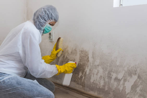 Best DIY Mold Remediation Support Services in Auburn, NE