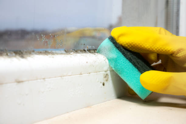 Best Mold Remediation for Schools in Auburn, NE