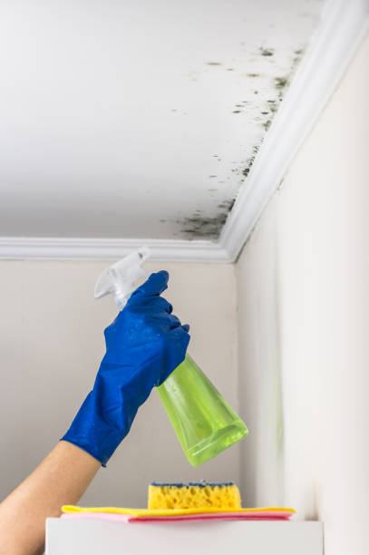 Best Basement Mold Remediation in Auburn, NE