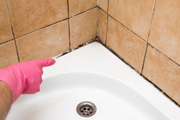Best Health and Safety Mold Remediation in Auburn, NE
